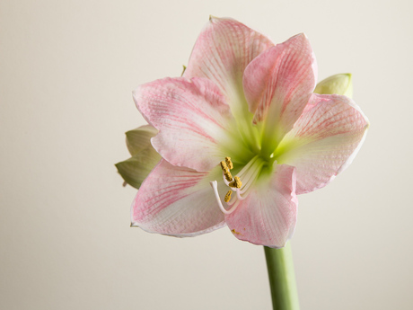 Amaryllis