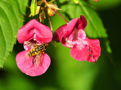 gele vlieg op roze bloem