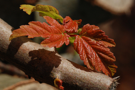 herfst