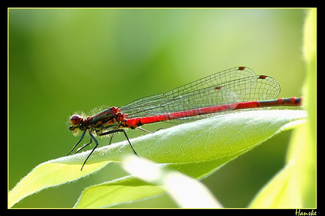 Pyrrhosoma nymphula