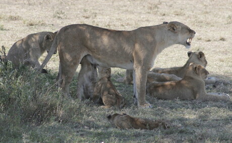 Lion Family Life