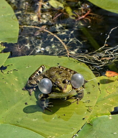 The Princess and the Frog