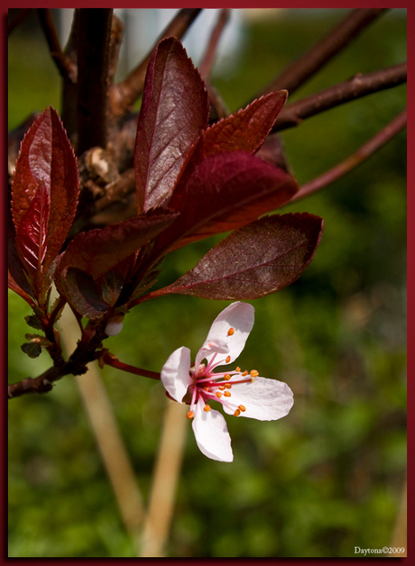 Prunus bloesem