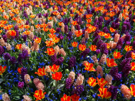 Bloemenveld Keukenhof