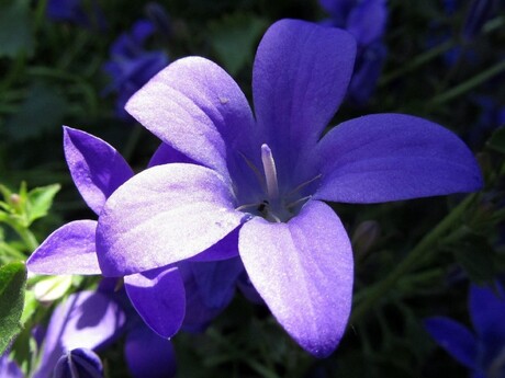 Campanula