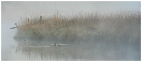 Misty Ducks