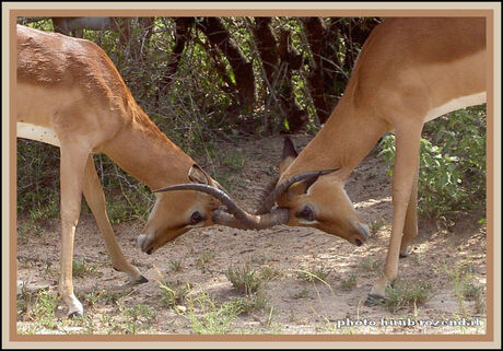 vechtende impala