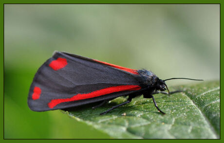 Vlinder in de tuin...