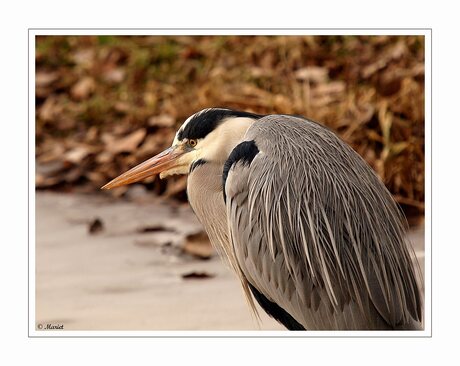 Portret reiger