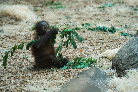 Baby Oerang Oetang