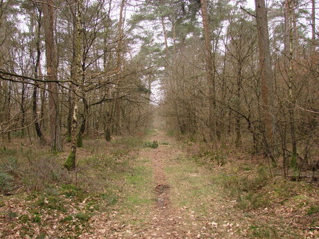 Wandeling door Bos