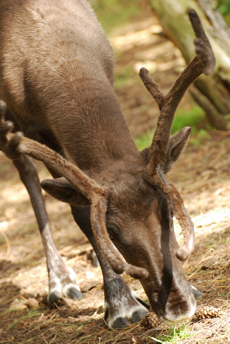 rudolph?