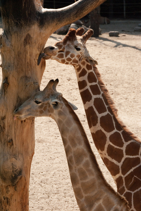 Likkende Giraffen