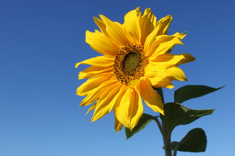 Zonnebloem Herfstpracht