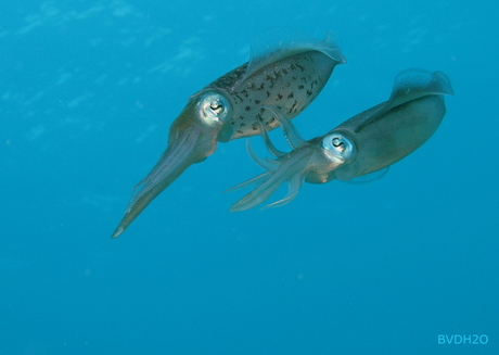 Mating squids