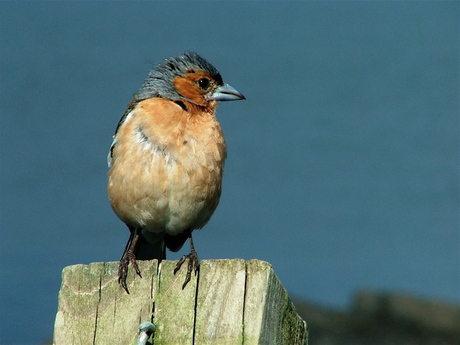 Vink