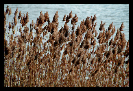 Reed in the wind