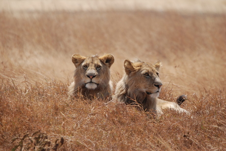 Leeuwen in Ngorongoro Crater - Tanzania