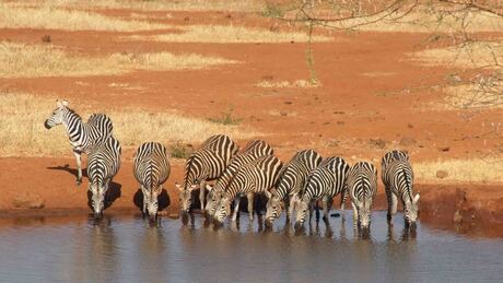 zebra's bij een waterpoel