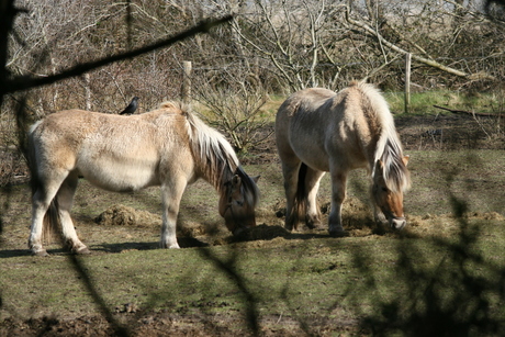 Paarden en een vogel