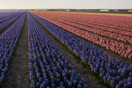 bollenveld