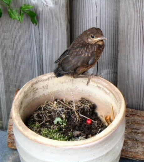 Merel op bezoek (2)