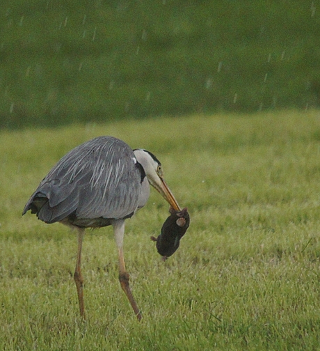 Reiger eet mol