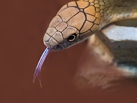 Slangen in natuurmuseum Leeuwarden