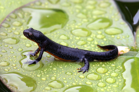 salamander