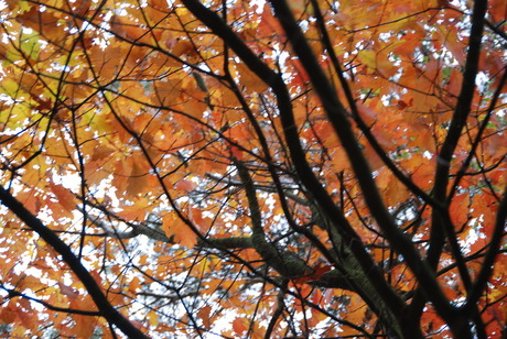 Herfst in het bos