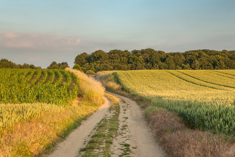 Brabants Leemplateau