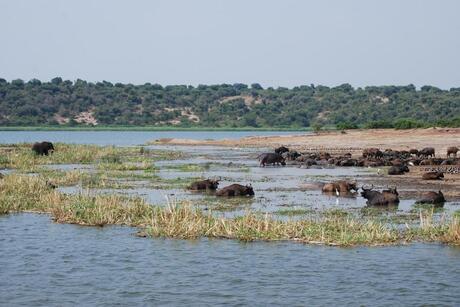 View Kazinga Channel Olifanten Buffels Nijlpaarden