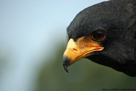 Bateleur