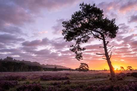 Zonsopkomst tussen de paarse heiden