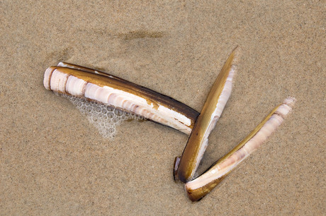 Texel, stilleven op het strand