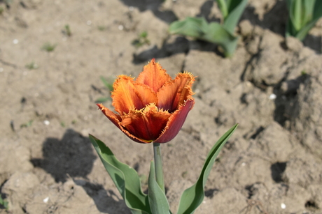 tulp_1