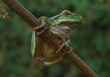 Boomkikker in de Doort