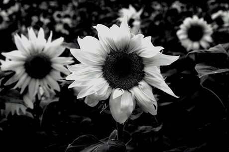 Dark Sunflowers