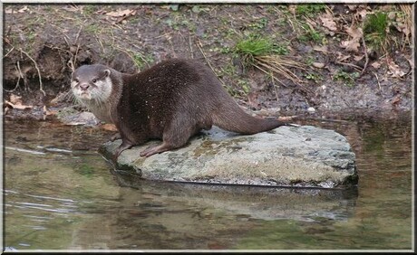 Portret van een otter