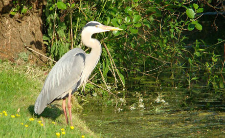 reiger