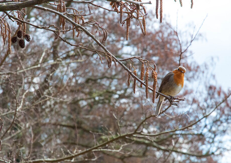 Hoi vogel