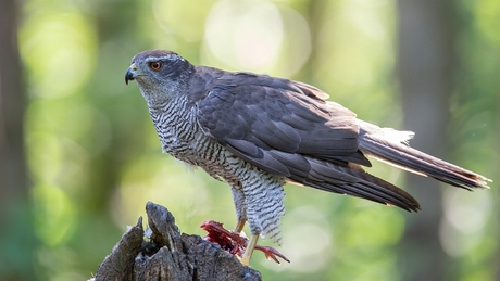 Northern Goshawk (adult)