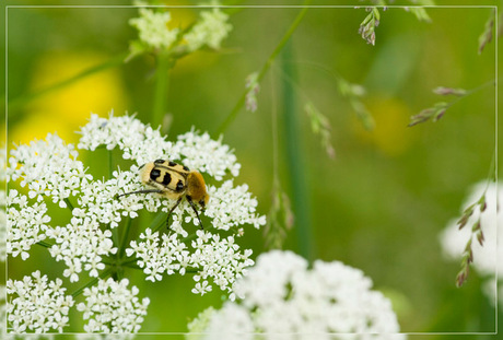 Trichius fasciatus 01