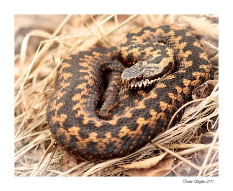 Adder