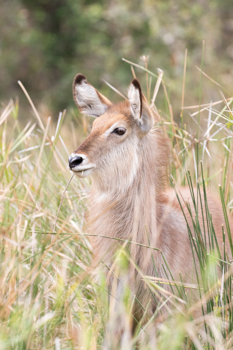 waterbok