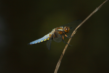 Libelle