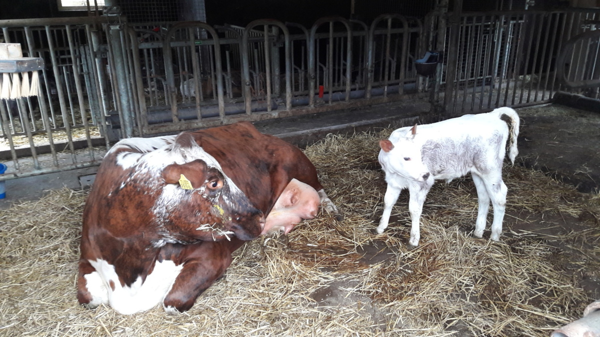 dikke tieten. - foto van RolandvanTol - Dieren - Zoom.nl