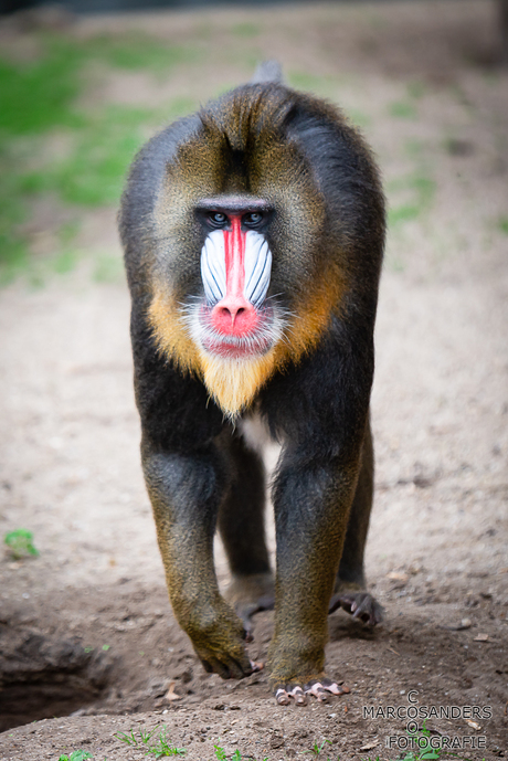 Mandril aap - Ouwehands Dierenpark augustus 2020