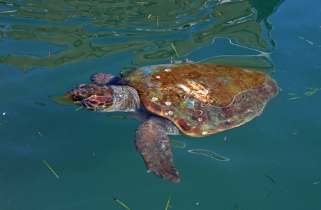 Knuffel schildpad