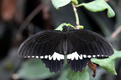 papilio polytus